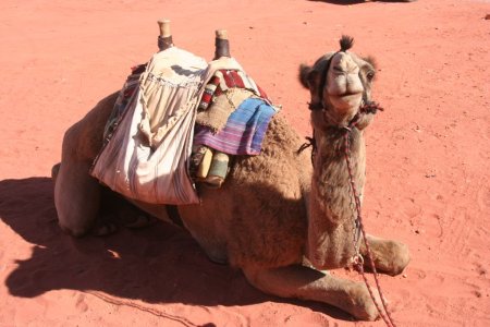 Het hedendaagse vervoer in de Wadi is natuurlijk een kameel