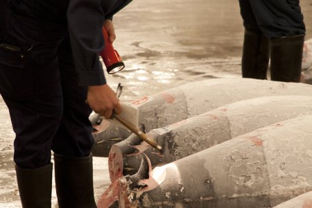 Het keuren van de tonijnen op &#039;s werelds grootste vismarkt